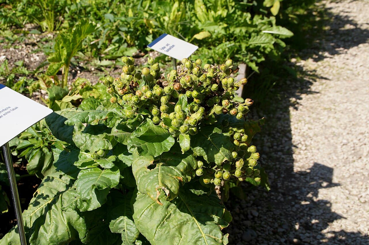 Reference image for Nicotiana rustica