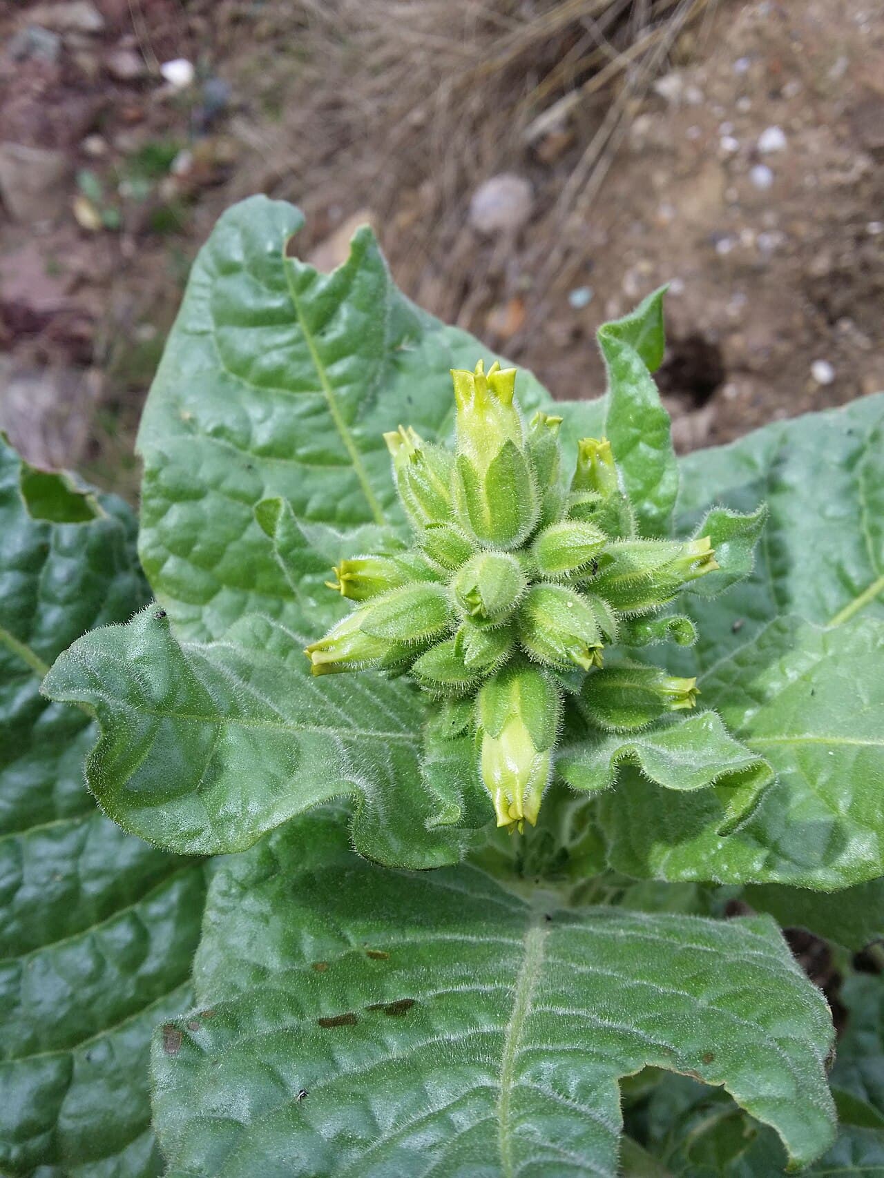Reference image for Nicotiana rustica