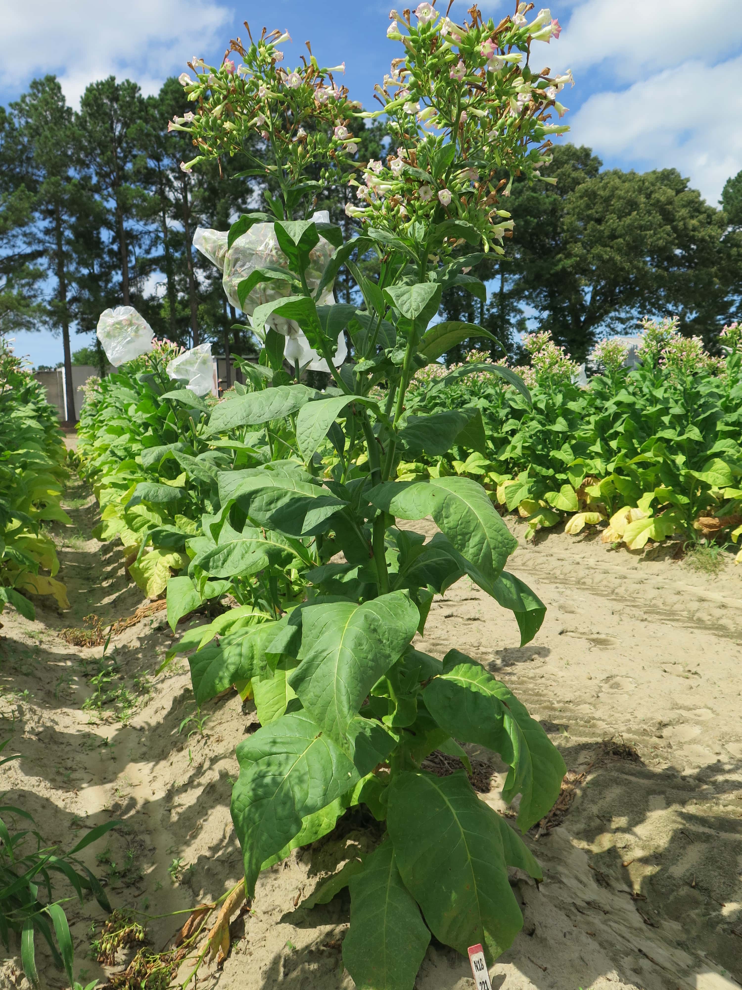 Tobacco Yayladag Seeds
