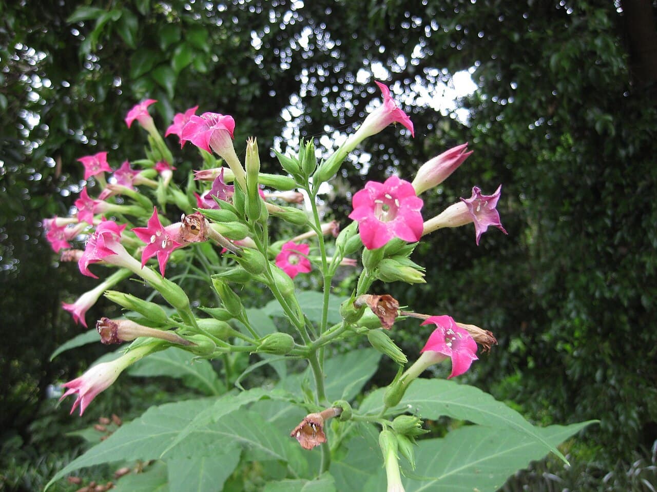 Reference image for Nicotiana tabacum