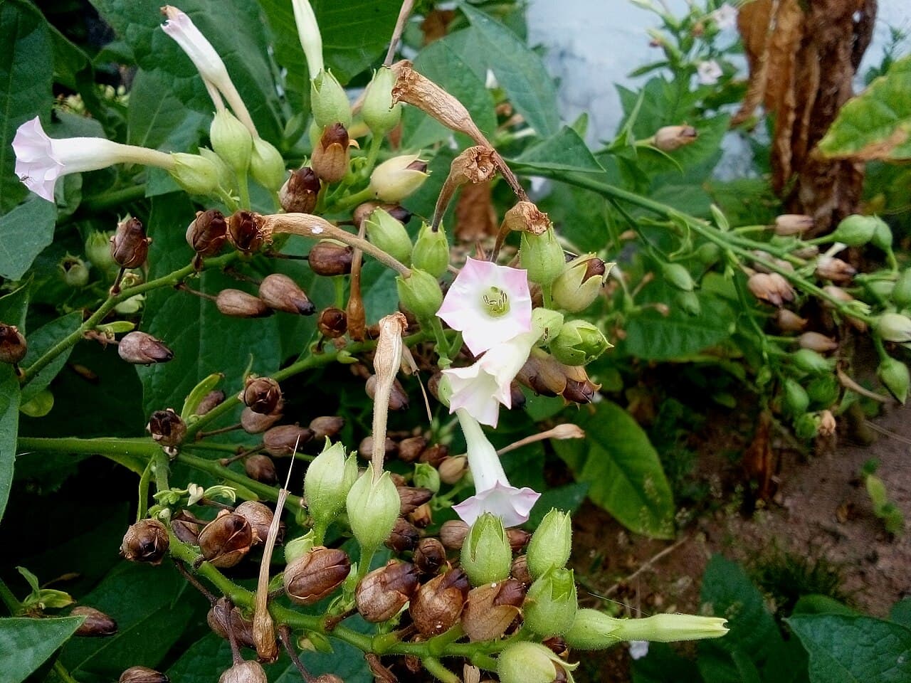Reference image for Nicotiana tabacum
