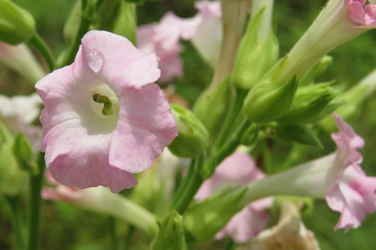 Reference image for Nicotiana tabacum