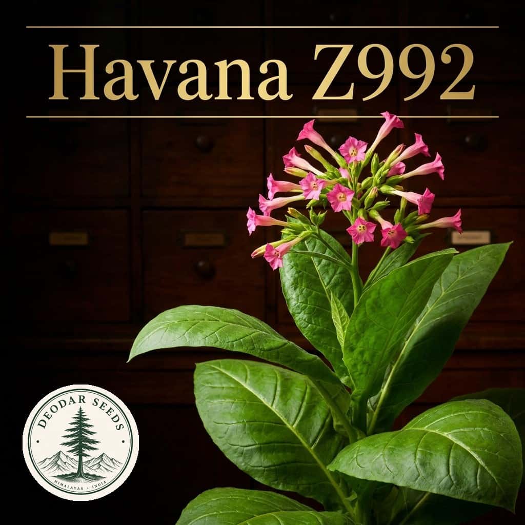 Tobacco Havana Z992 Seeds — AI-generated kit illustration