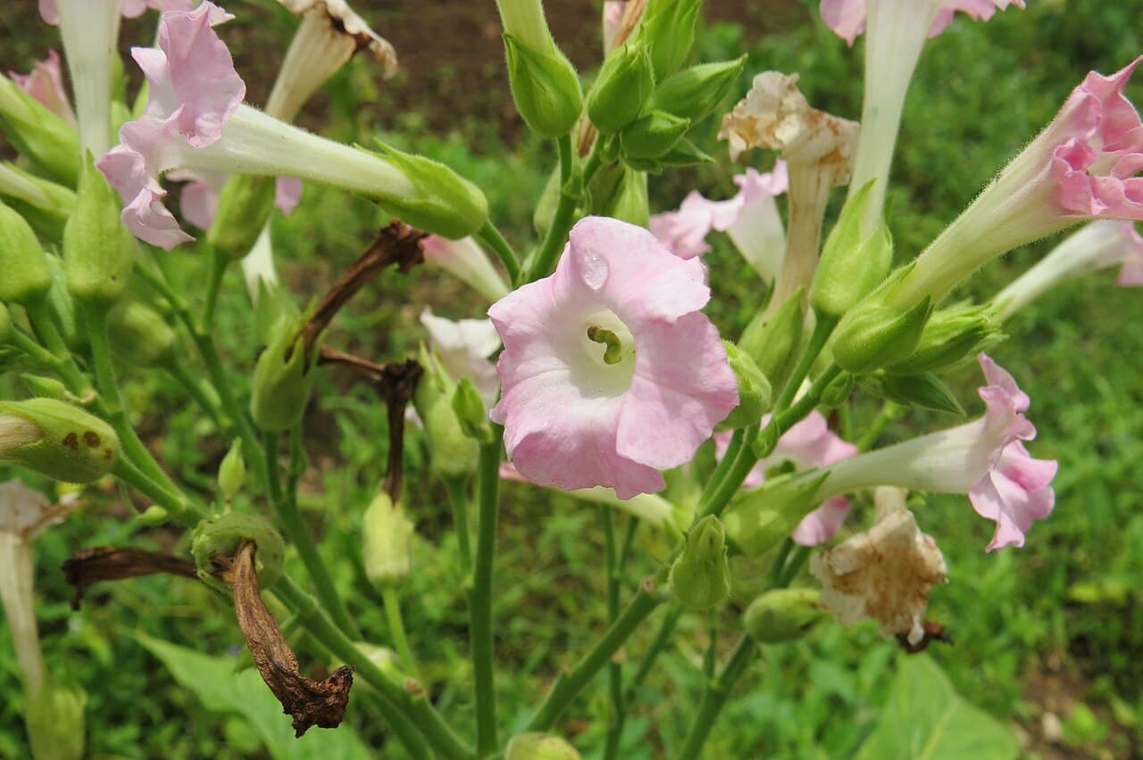 Reference image for Nicotiana tabacum