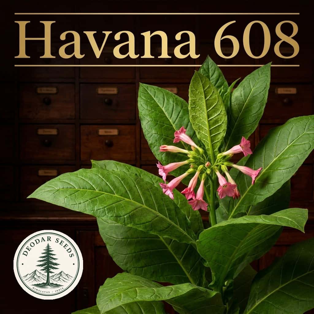 Tobacco Havana 608 Seeds — AI-generated kit illustration
