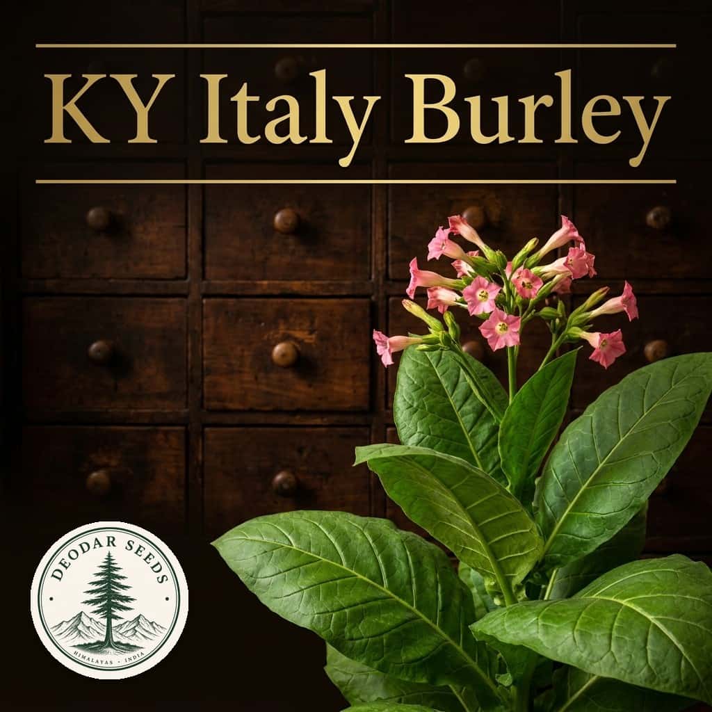 Tobacco KY Italy Burley Seeds — AI-generated kit illustration
