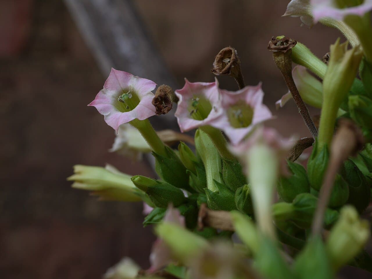 Reference image for Nicotiana tabacum