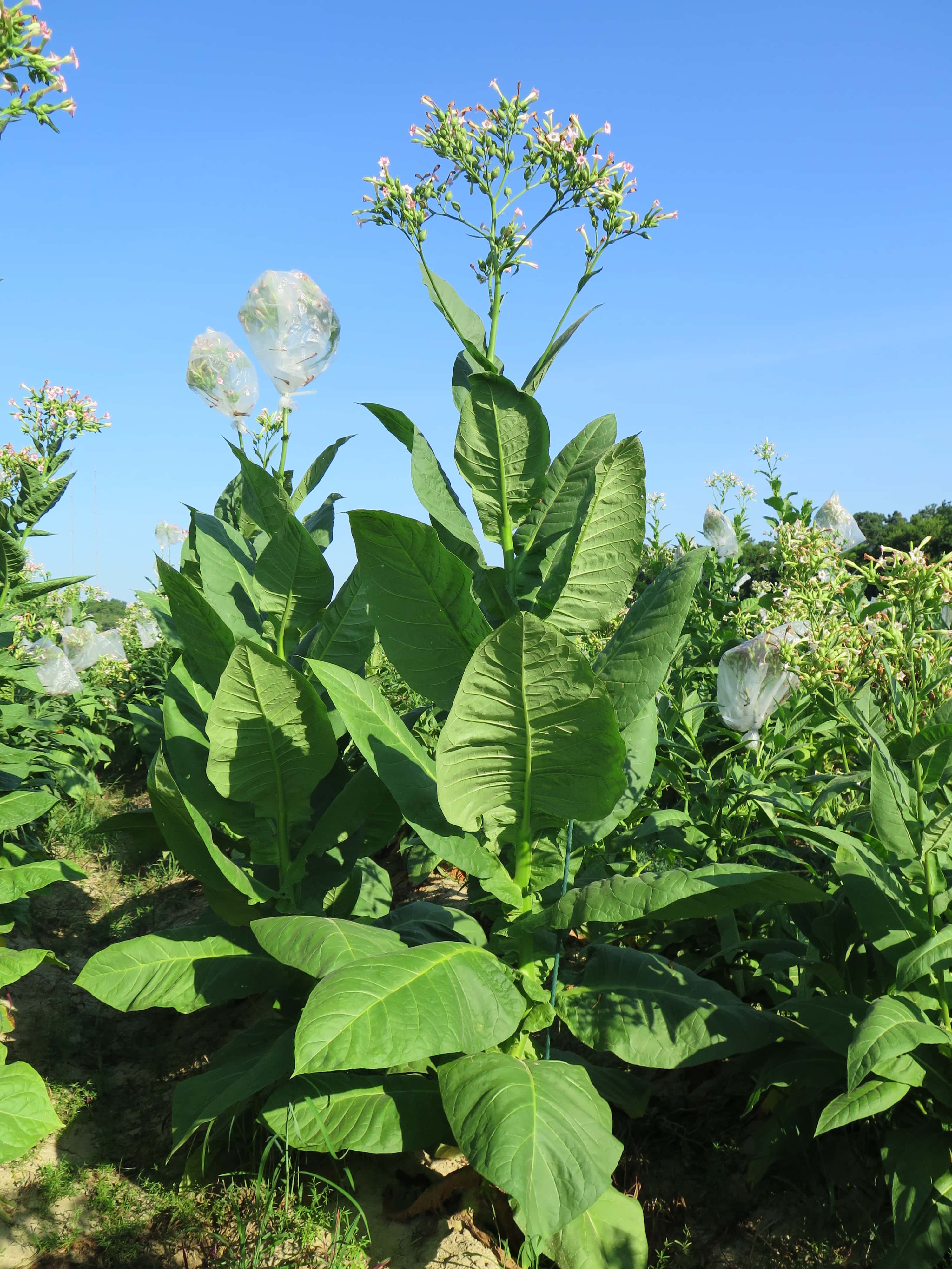 Tobacco Native 10 Seeds