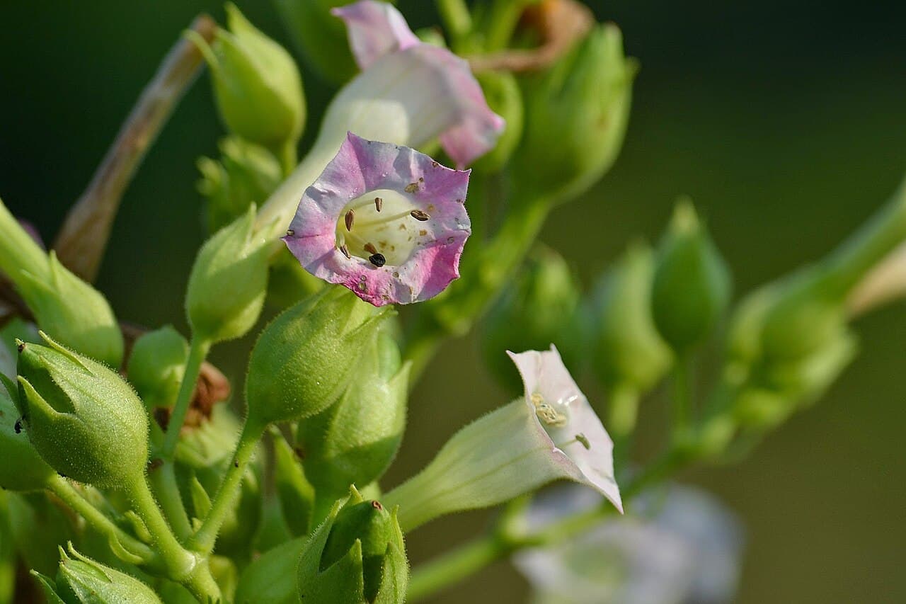Reference image for Nicotiana tabacum