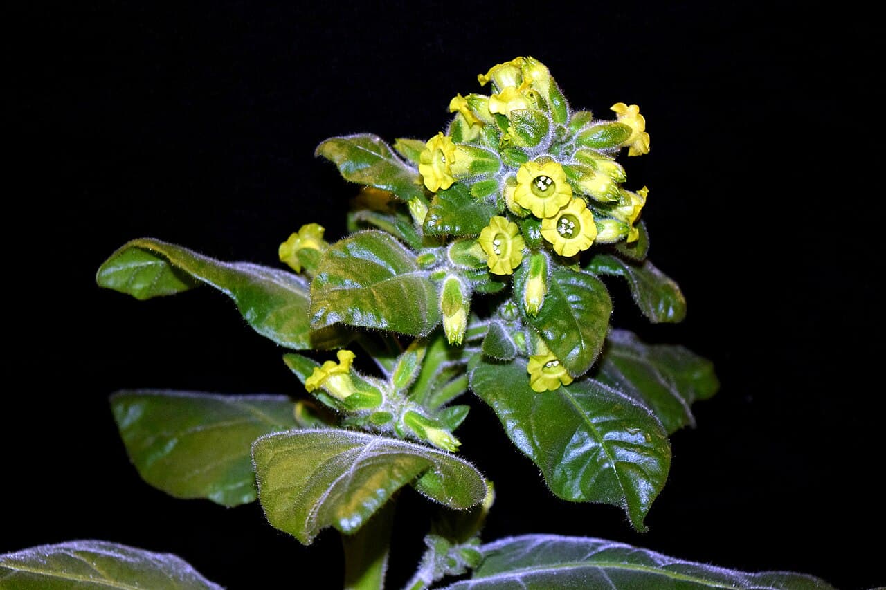 Reference image for Nicotiana rustica