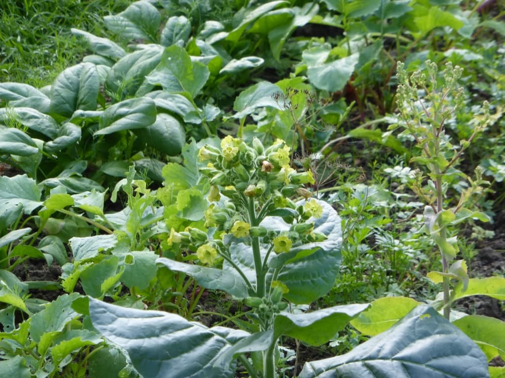 Reference image for Nicotiana rustica