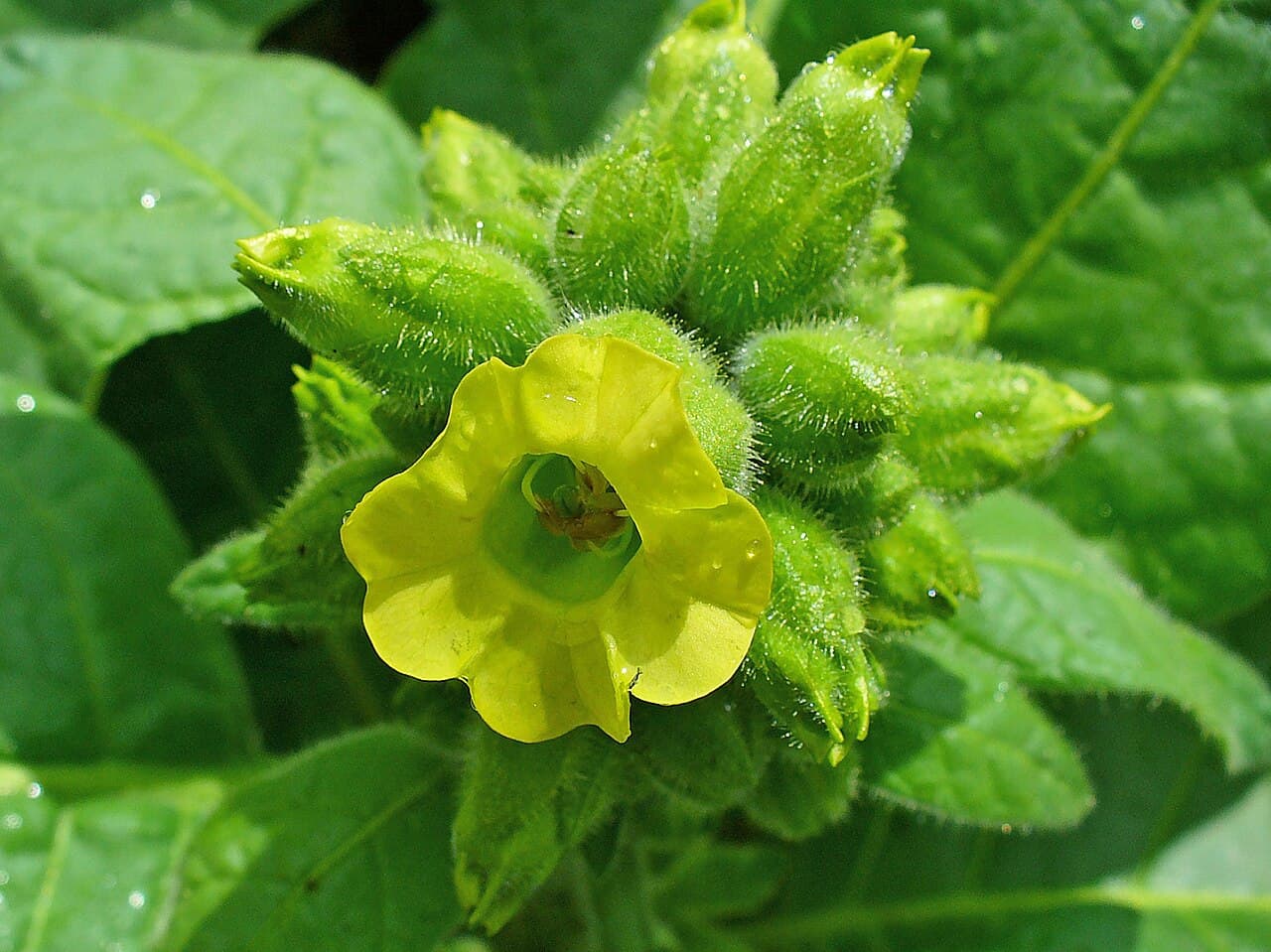 Reference image for Nicotiana rustica