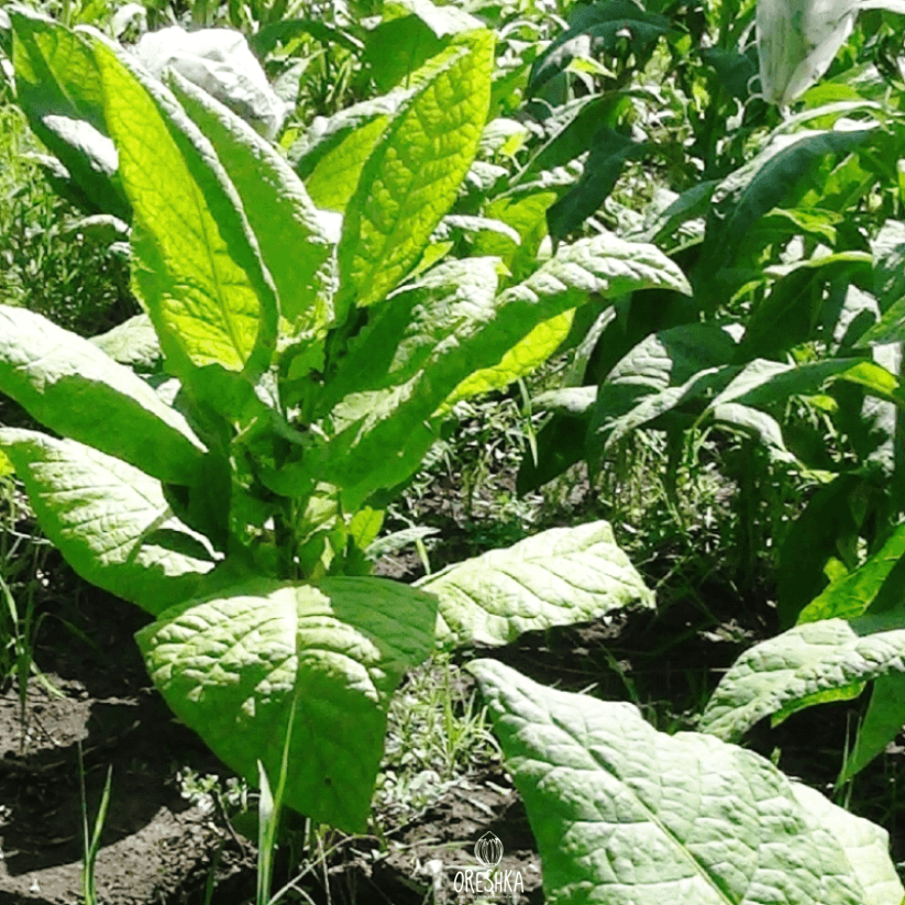 Tobacco Herzegovina (VNIITTI) Seeds