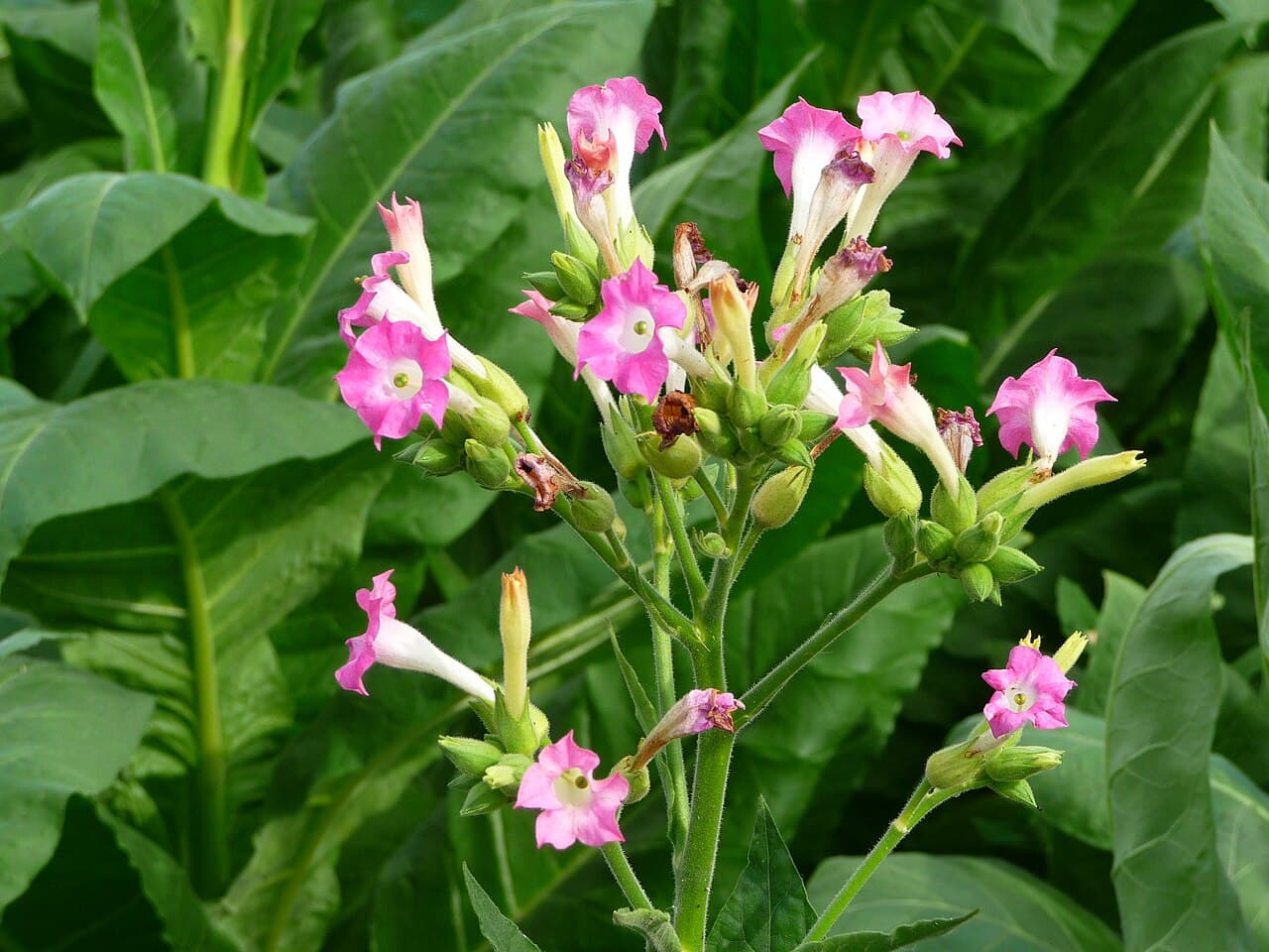 Reference image for Nicotiana tabacum