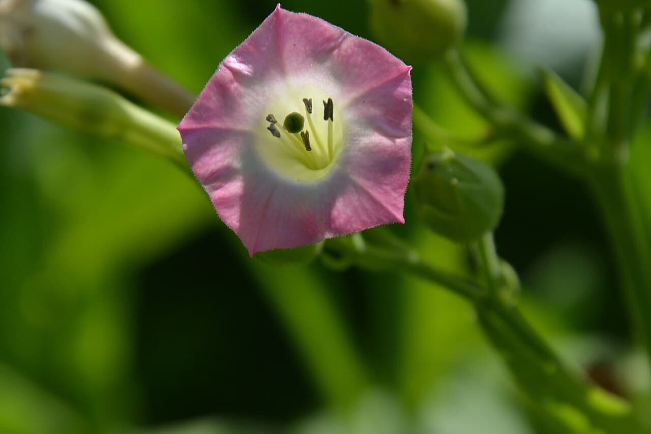 Reference image for Nicotiana tabacum
