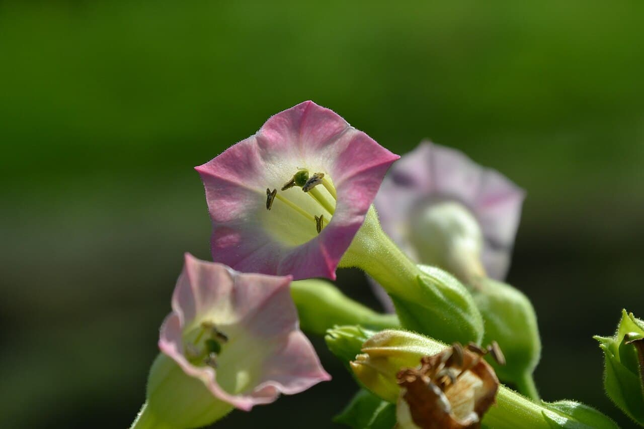Reference image for Nicotiana tabacum