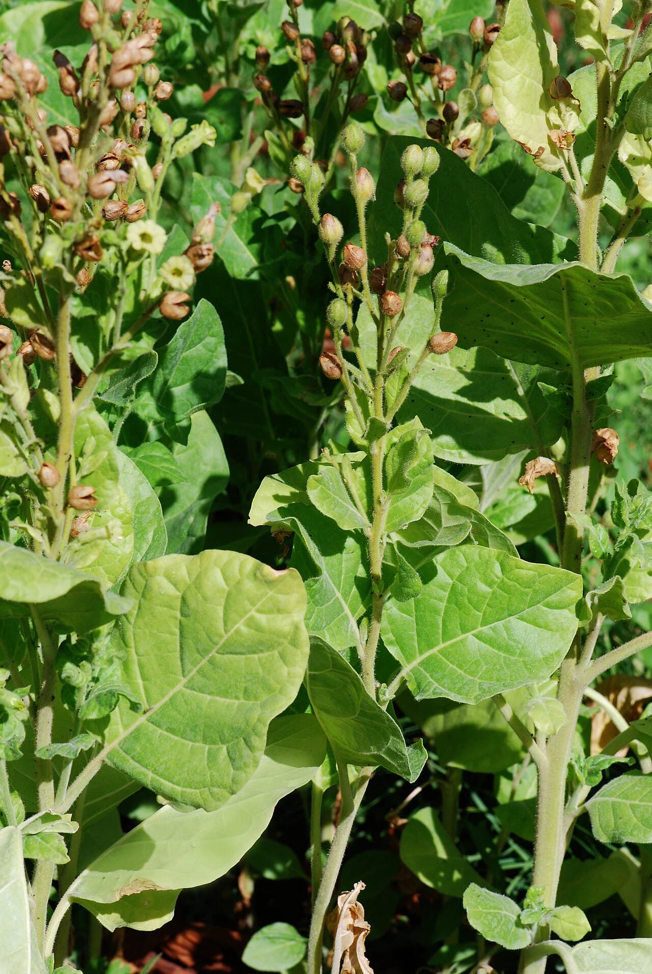 Reference image for Nicotiana rustica