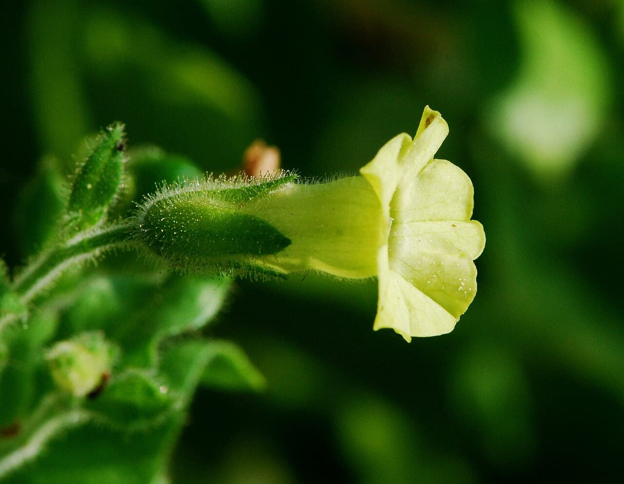 Reference image for Nicotiana rustica