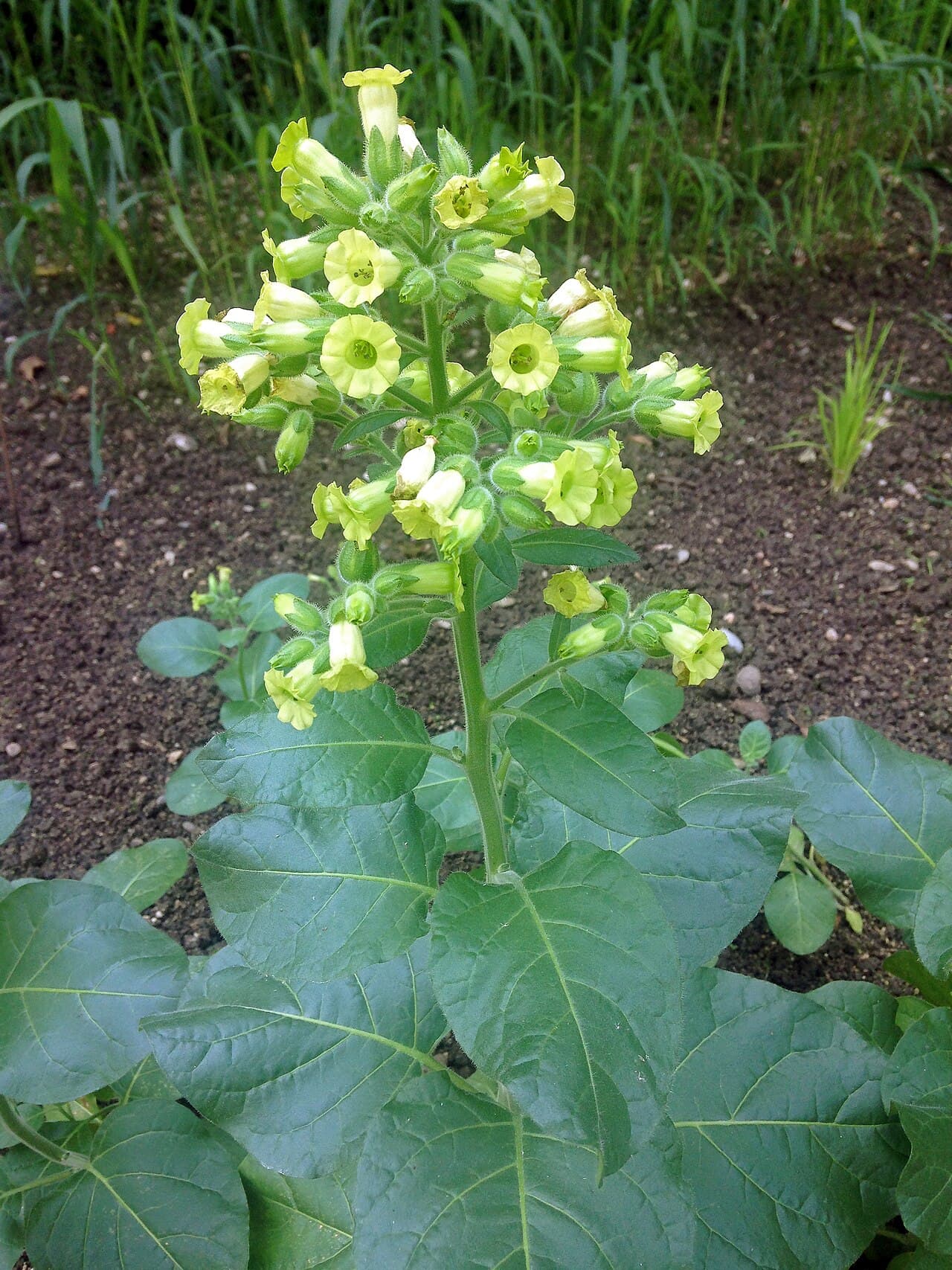 Reference image for Nicotiana rustica