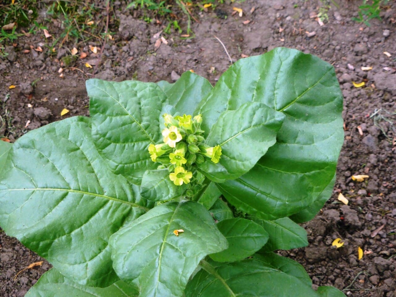 Reference image for Nicotiana rustica