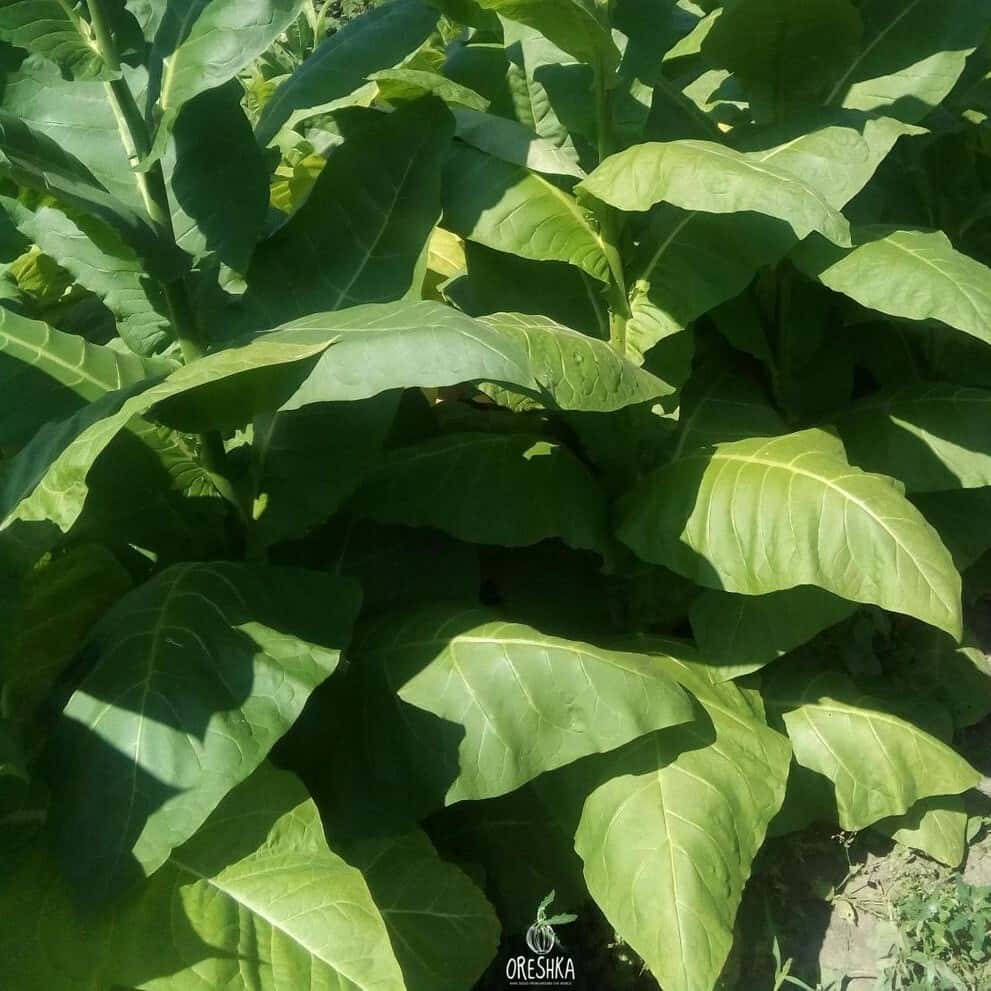 Tobacco Sobolchski 33 Seeds