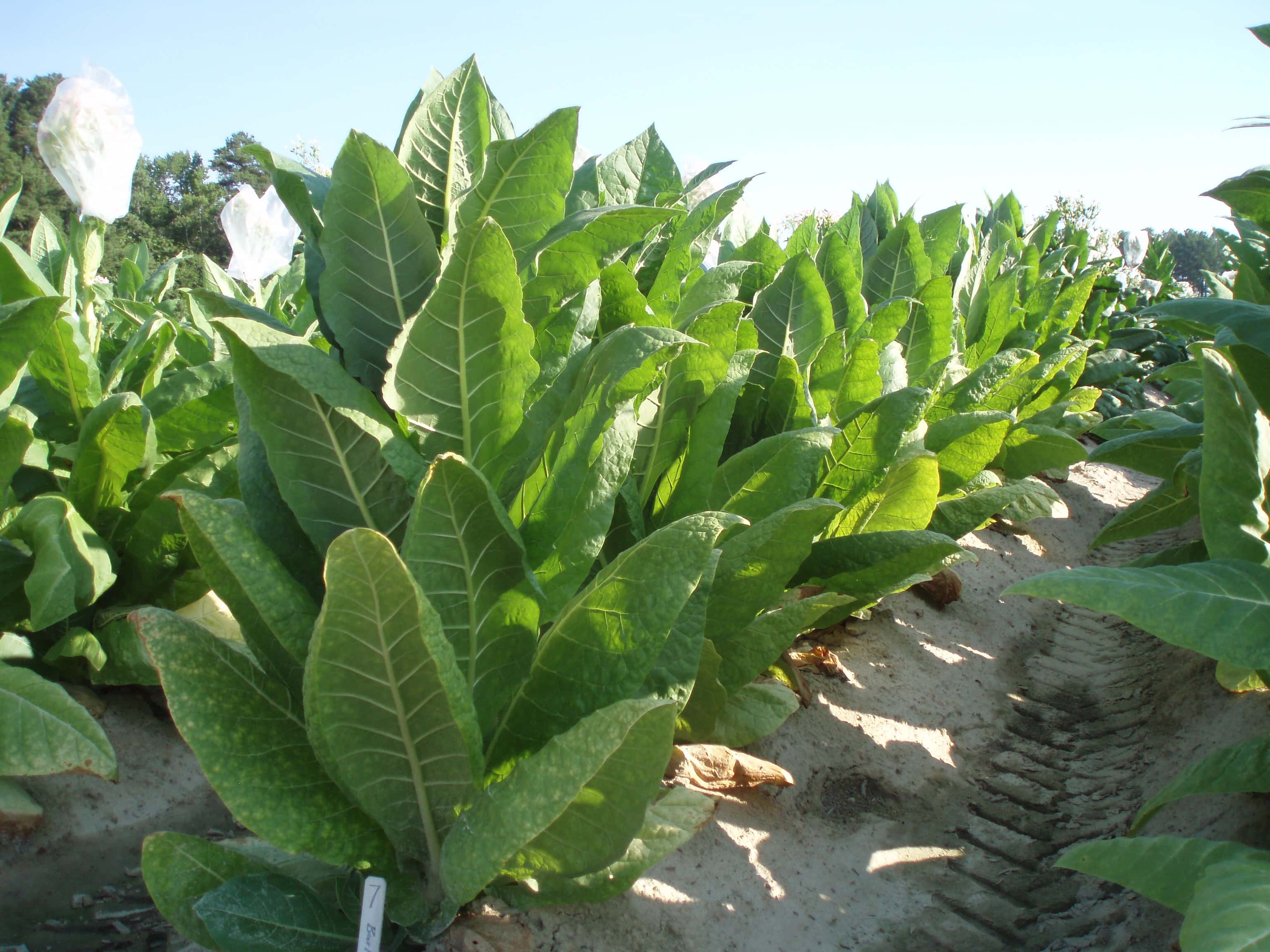 Tobacco Burley 64 Seeds