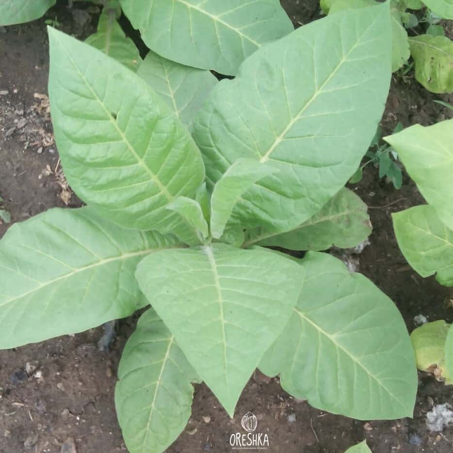 Tobacco Silver River Seeds