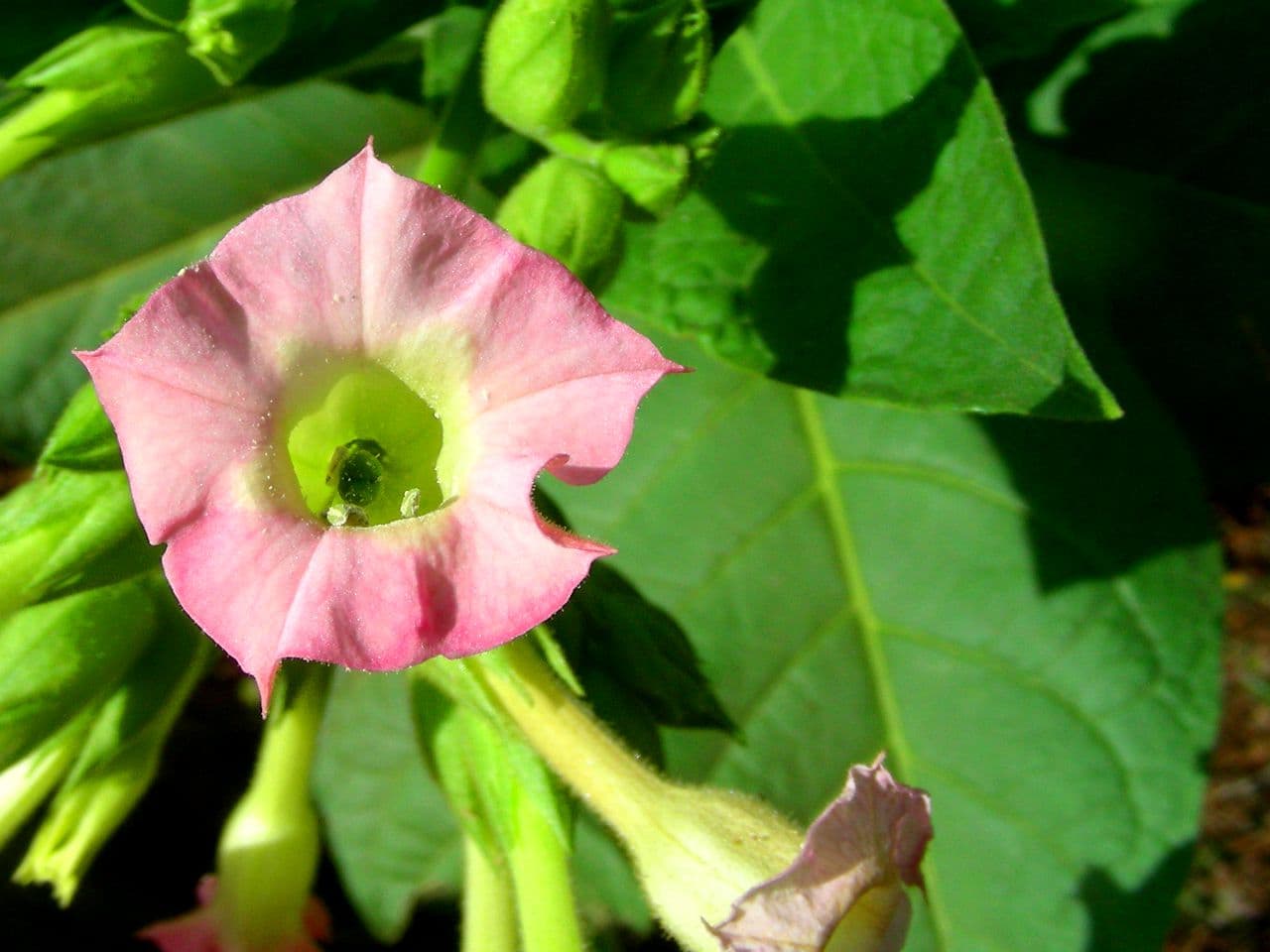 Reference image for Nicotiana tabacum