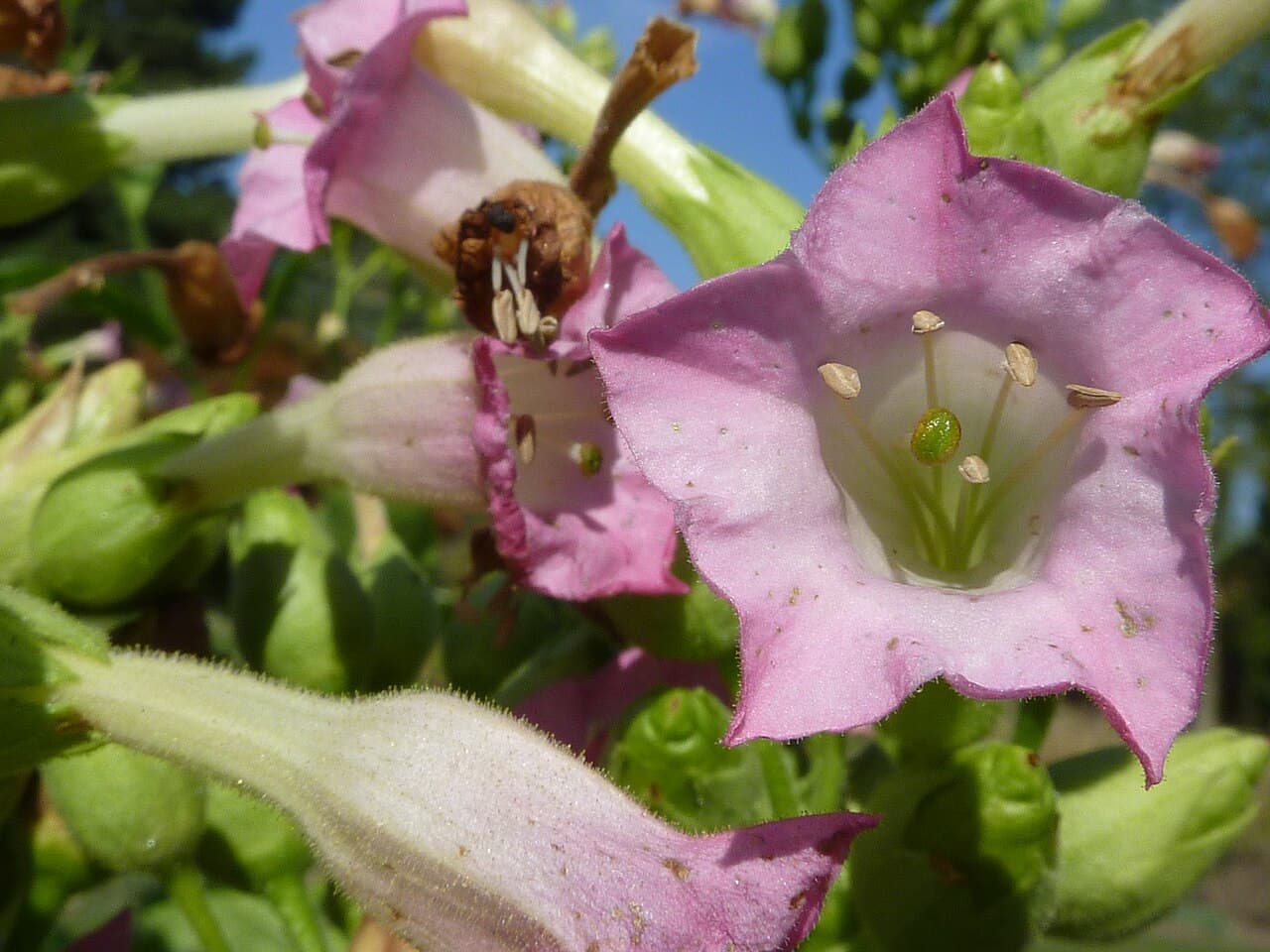 Reference image for Nicotiana tabacum
