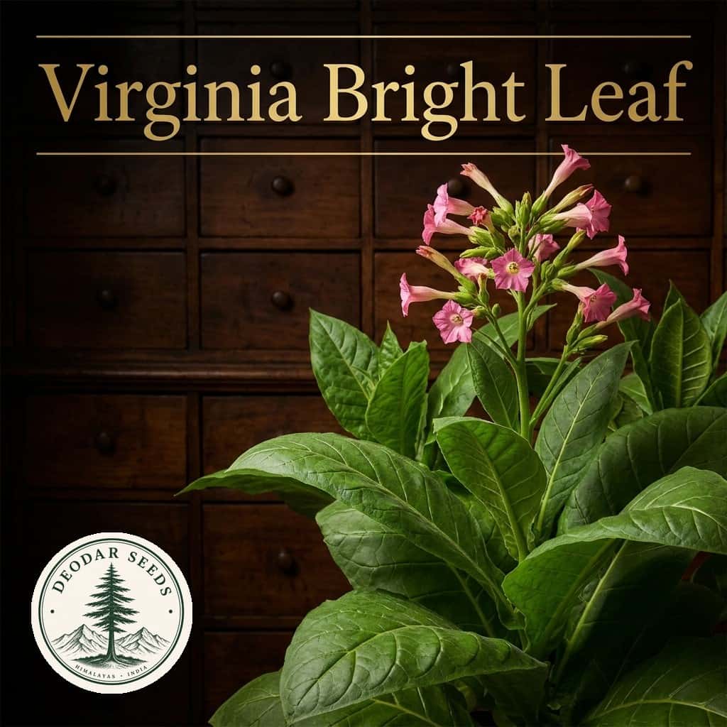 Tobacco Virginia Bright Leaf Seeds — AI-generated kit illustration