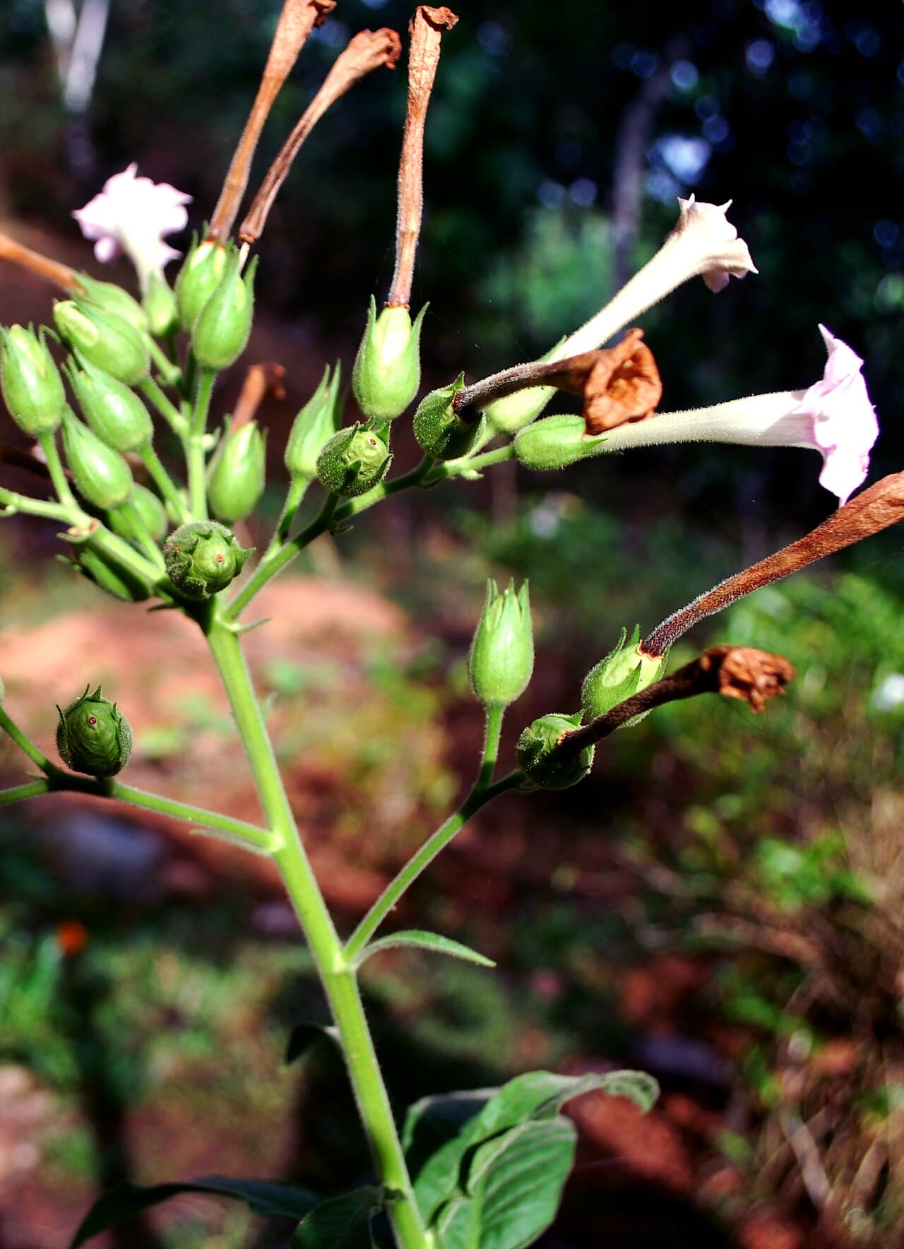 Reference image for Nicotiana tabacum