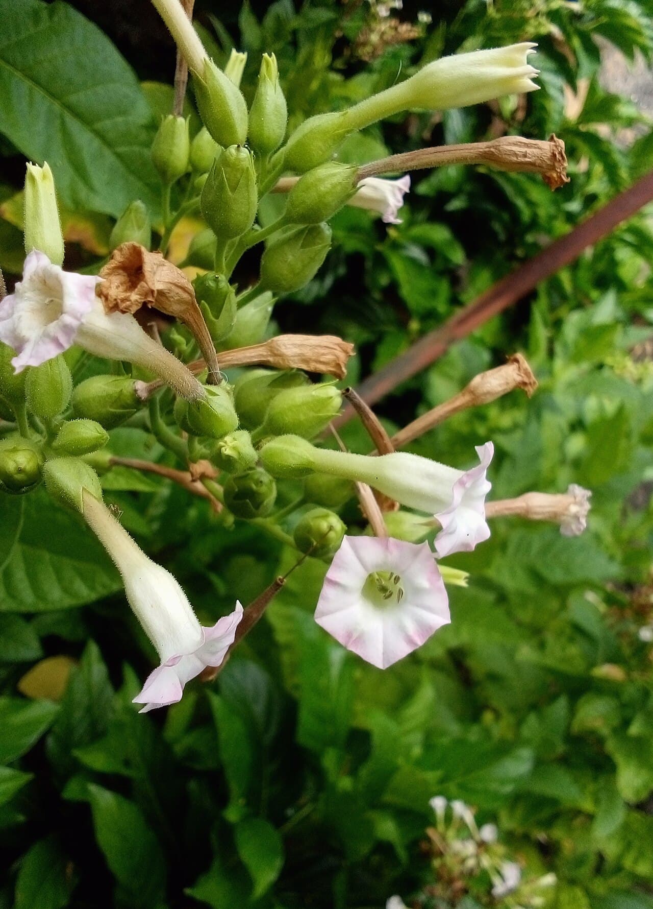 Reference image for Nicotiana tabacum