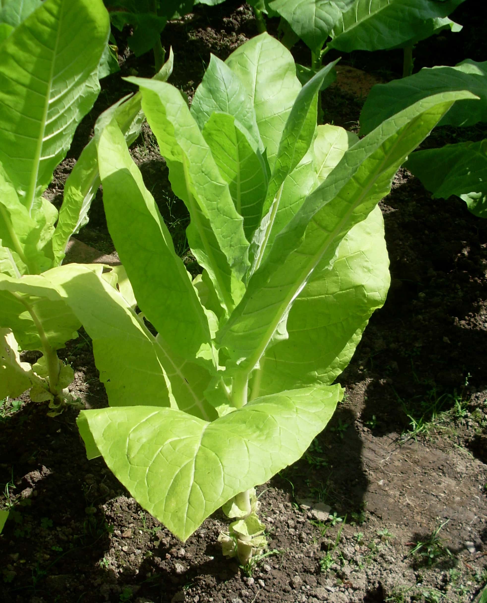 Tobacco Jupiter Seeds