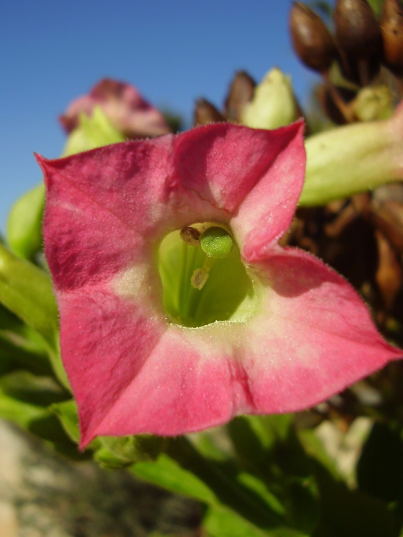 Reference image for Nicotiana tabacum