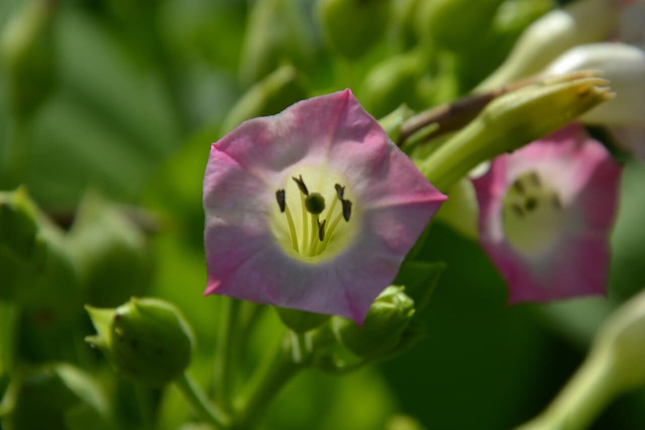 Reference image for Nicotiana tabacum