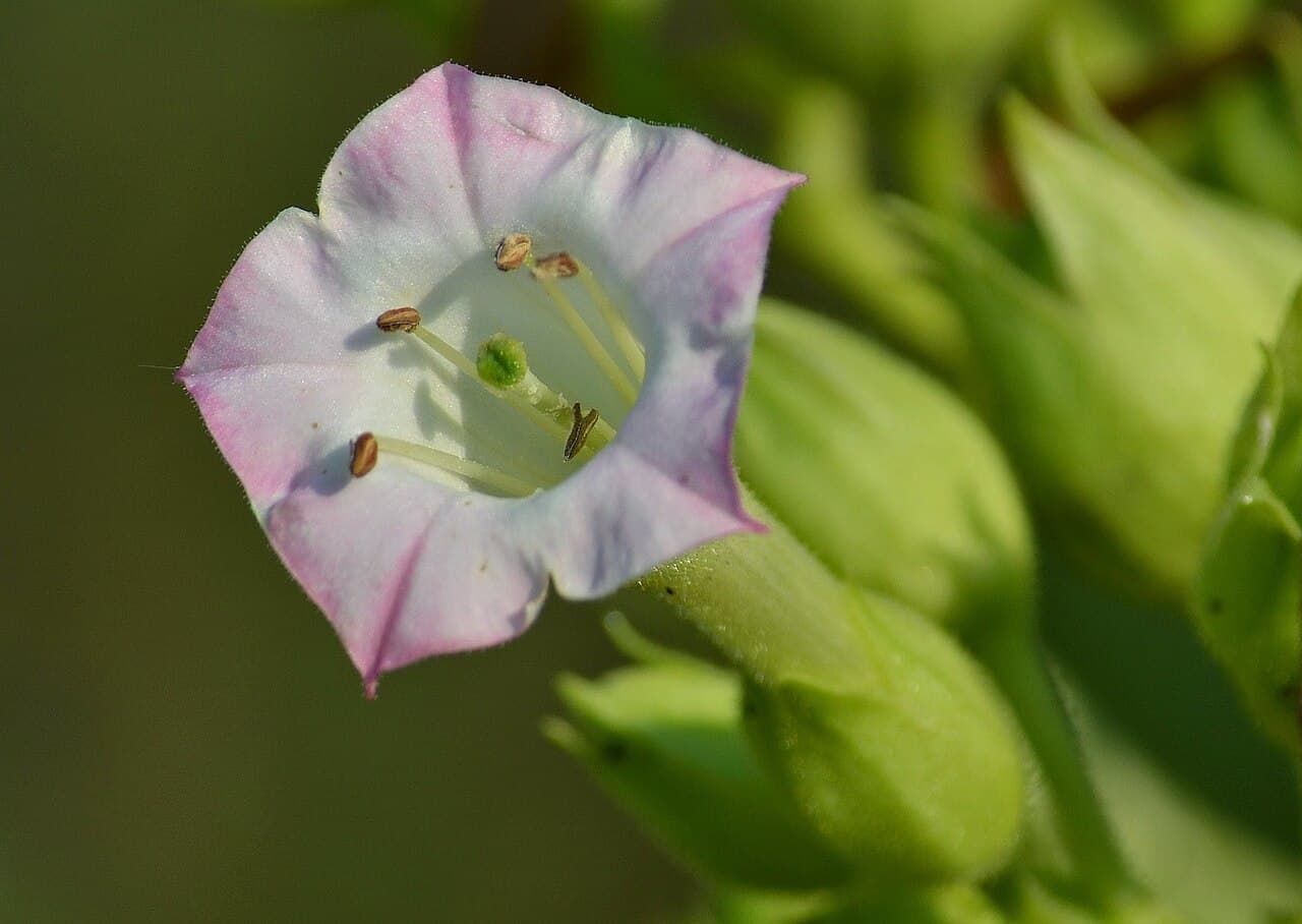Reference image for Nicotiana tabacum