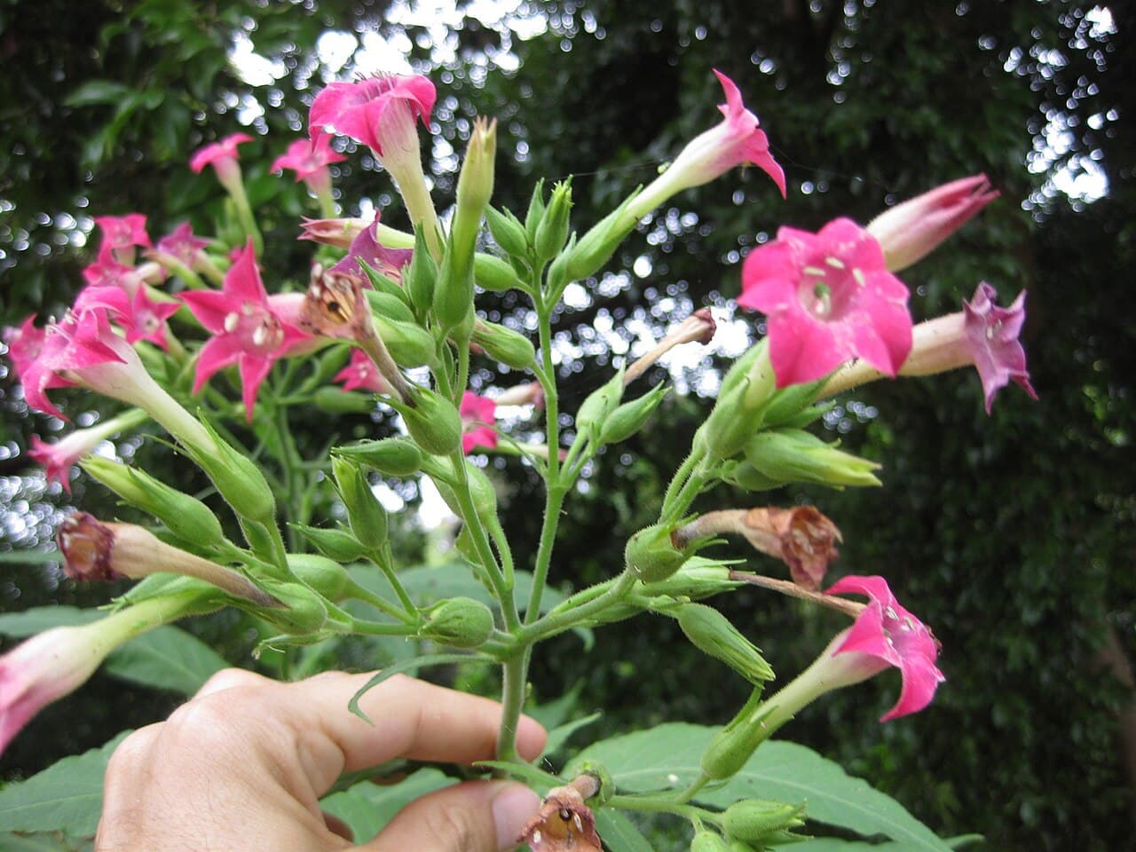 Reference image for Nicotiana tabacum