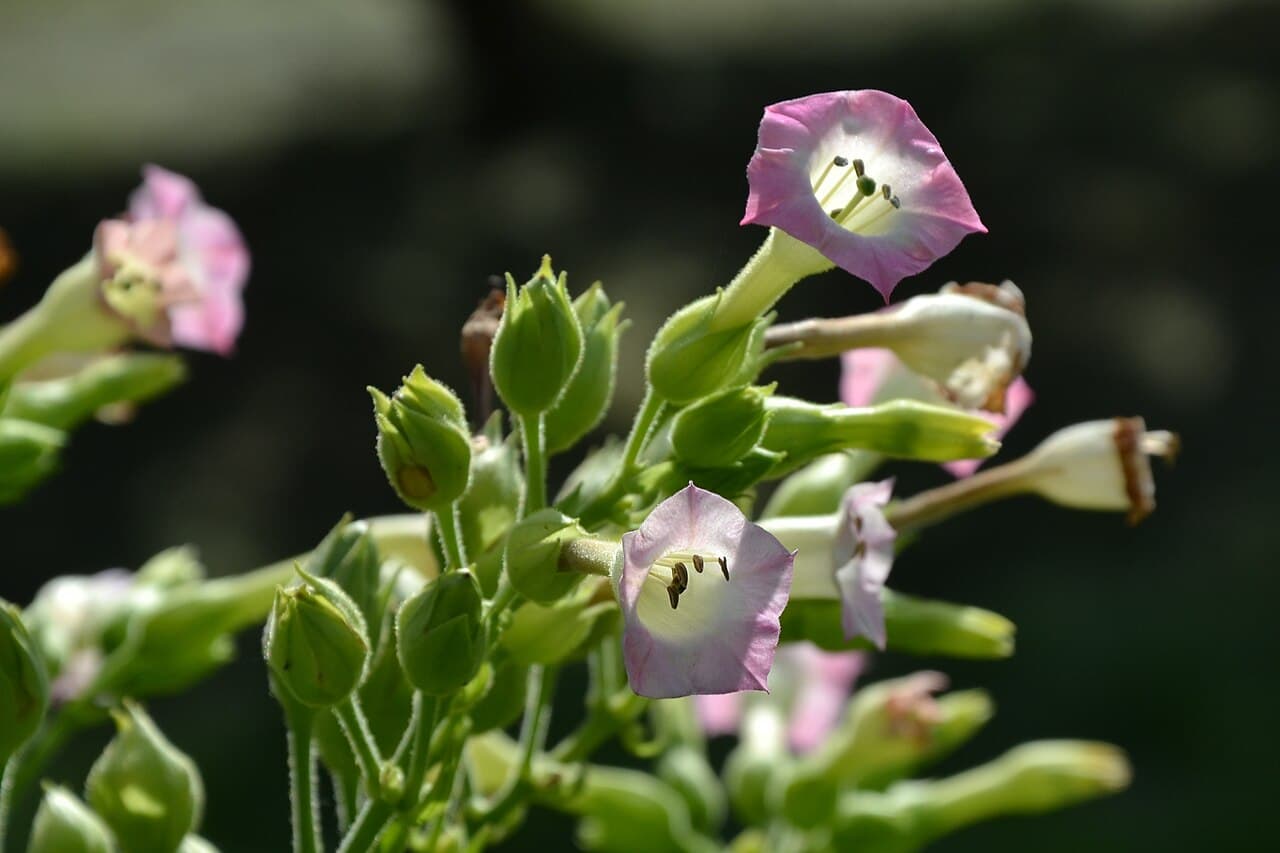 Reference image for Nicotiana tabacum