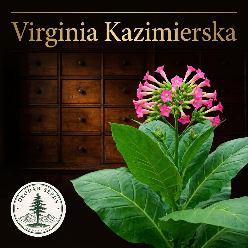 Tobacco Virginia Kazimierska Seeds — AI-generated kit illustration
