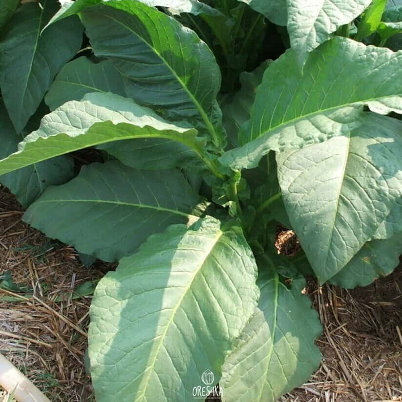 Tobacco Shamosi Dark Seeds