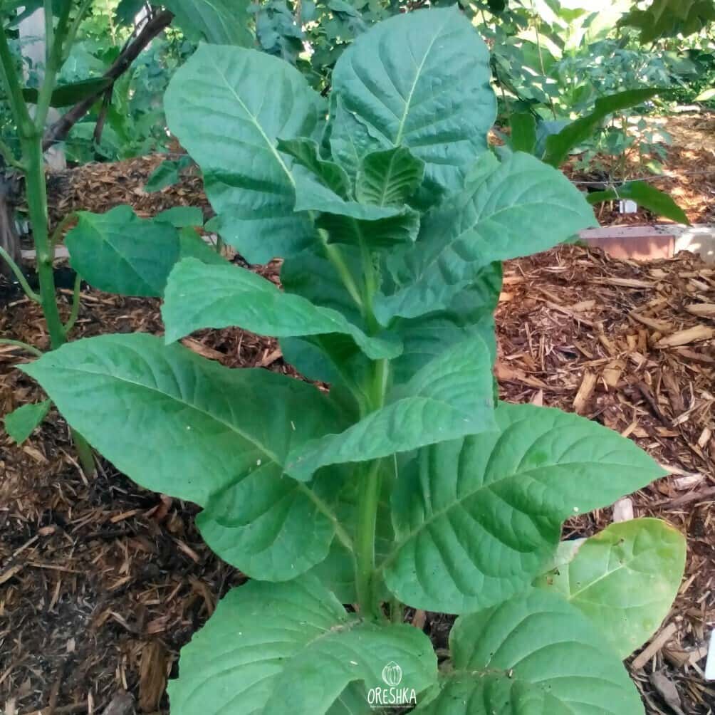Tobacco ?Bursa Seeds