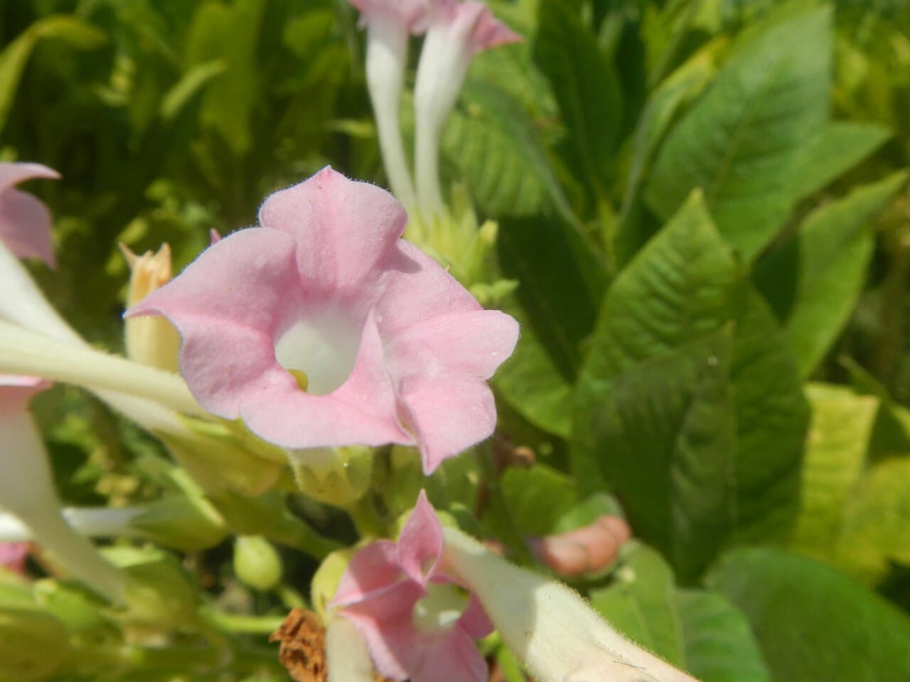 Reference image for Nicotiana tabacum