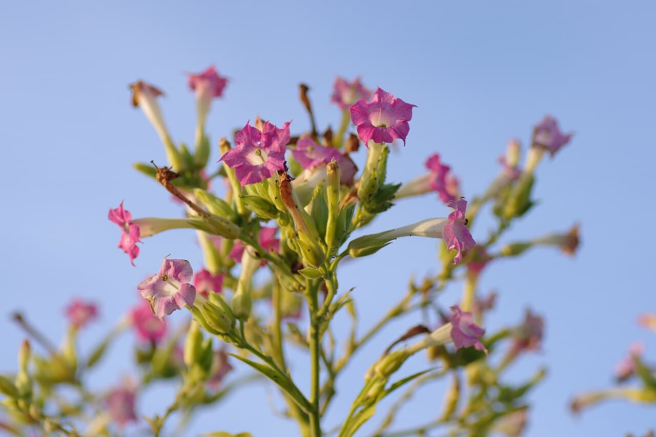 Reference image for Nicotiana tabacum