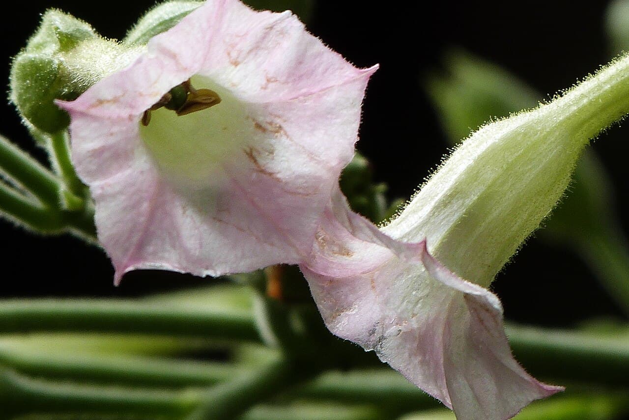 Reference image for Nicotiana tabacum
