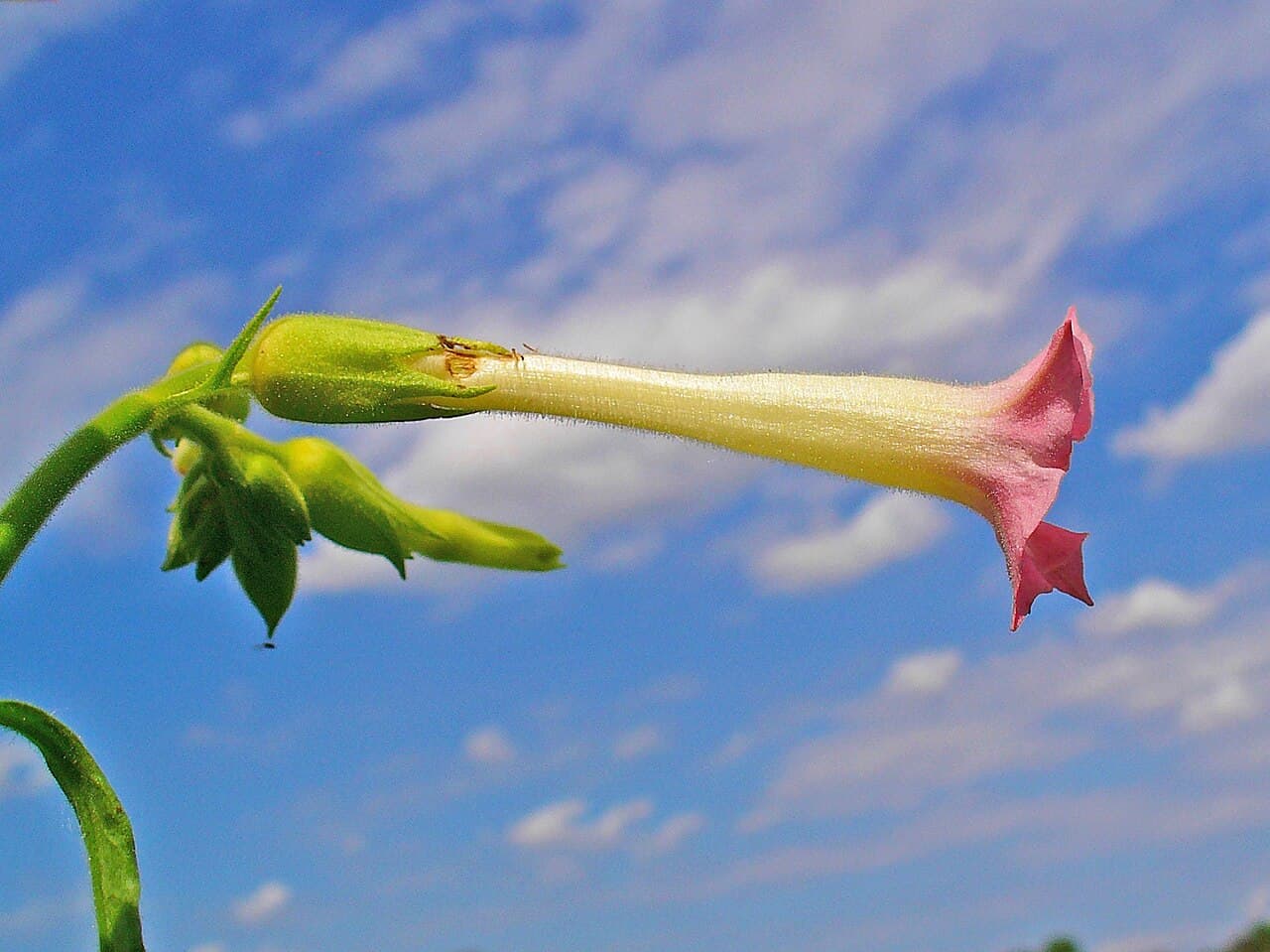 Reference image for Nicotiana tabacum