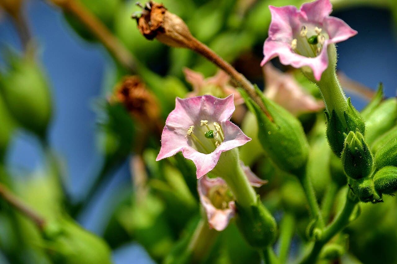 Reference image for Nicotiana tabacum