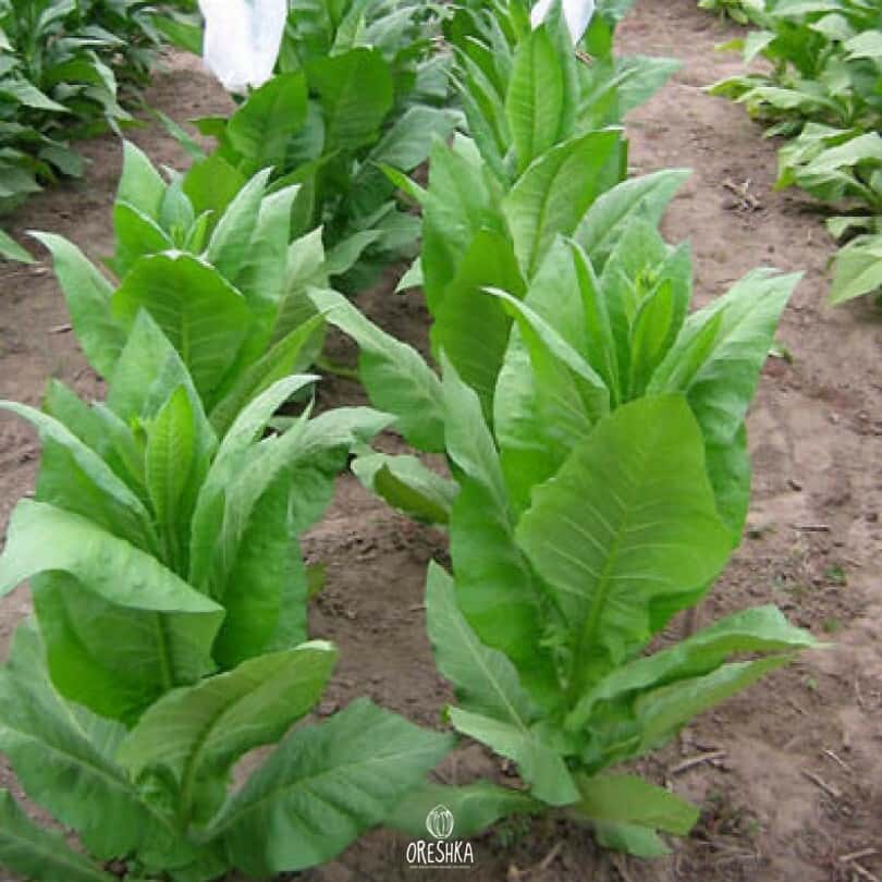 Tobacco Havana K2 Seeds