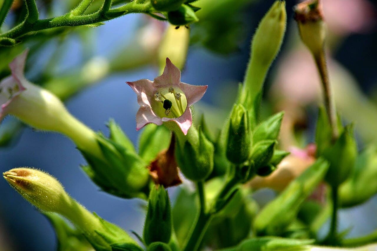 Reference image for Nicotiana tabacum