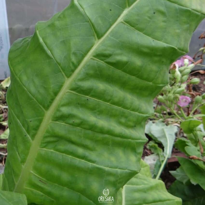 Tobacco Krupnolistniy 32 Seeds