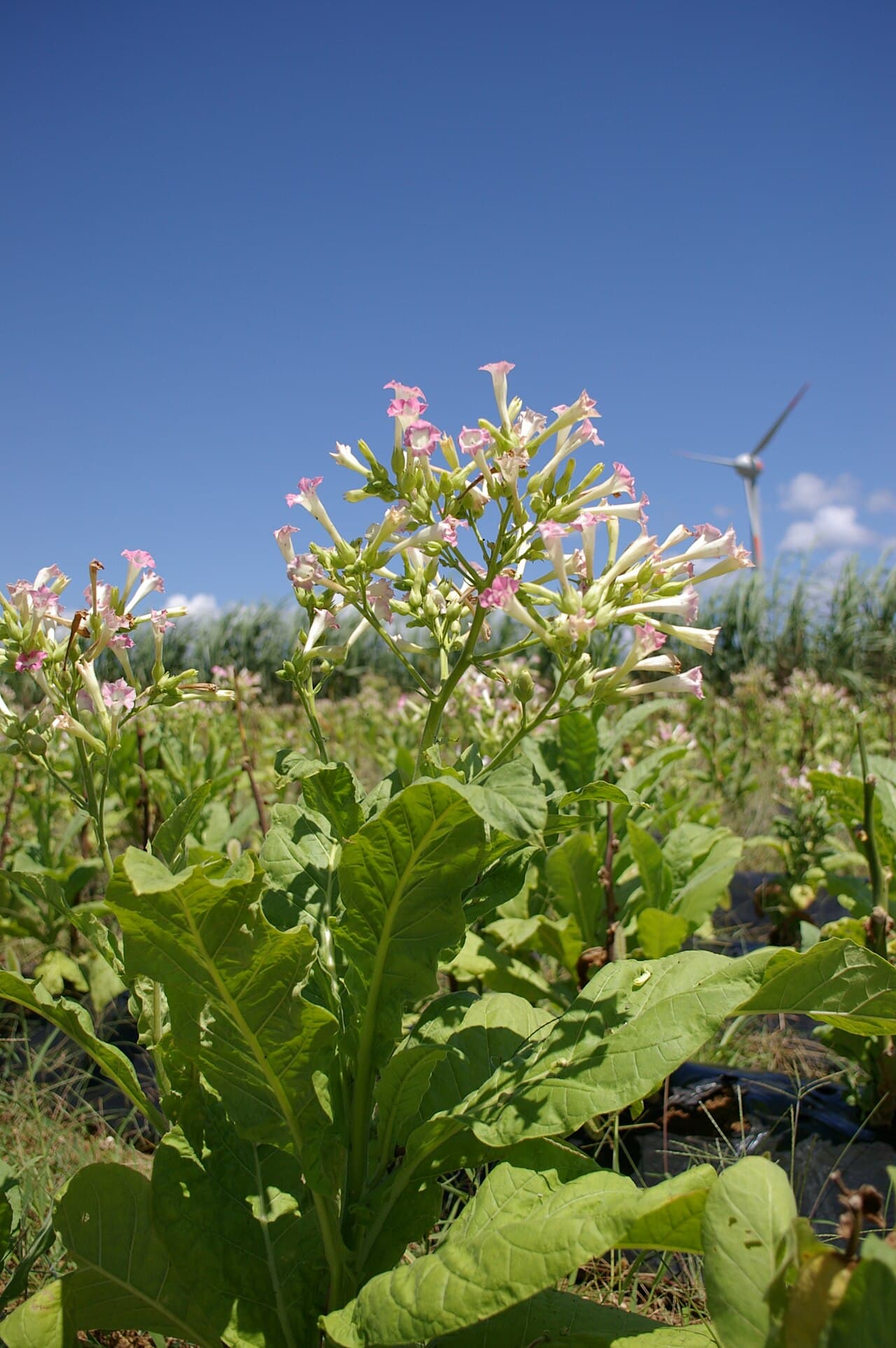 Reference image for Nicotiana tabacum